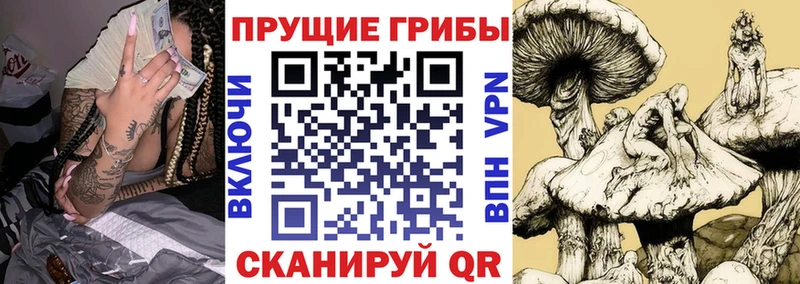 Псилоцибиновые грибы мицелий  Купить  Михайлов 